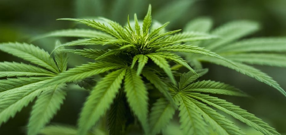 CBD